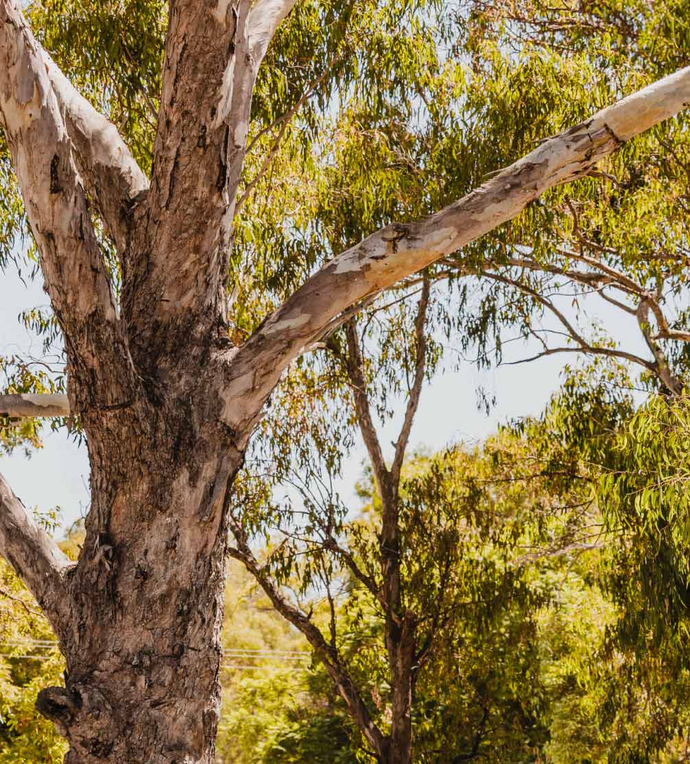 The Henley Brook Trees